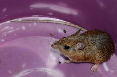 Gerbilliscus leucogaster