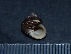 Clanculus cruciatus