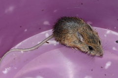 Gerbilliscus leucogaster