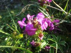 Pedicularis pyrenaica
