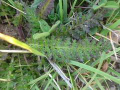 Pedicularis pyrenaica