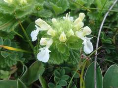 Teucrium pyrenaicum