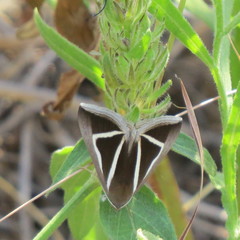 Chalciope delta