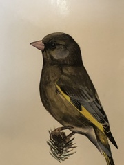 Chloris