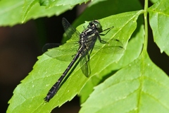 Hylogomphus adelphus