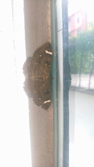 Erebus hieroglyphica