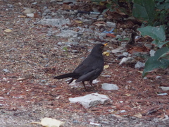 Turdus merula
