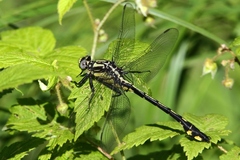 Gomphurus lineatifrons