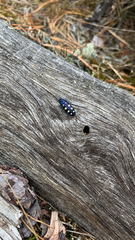 Buprestis octoguttata
