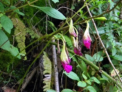 Bletia purpurata (Orquídeas de Bosques templados) · iNaturalist