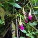 Bletia purpurata - Photo (c) orgasmatron, algunos derechos reservados (CC BY-NC), subido por orgasmatron