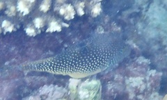 Canthigaster margaritata