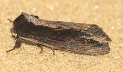 Hylaeora capucina