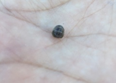 Armadillidium vulgare