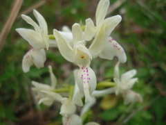 Orchis provincialis