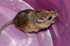 Gerbilliscus leucogaster
