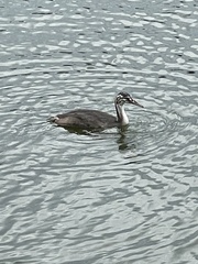 Podiceps cristatus
