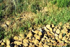 Gorteria piloselloides