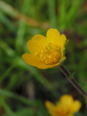 Geum sylvaticum