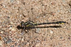 Phanogomphus quadricolor