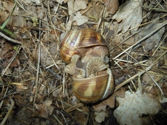 Helix straminea