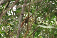 Cranioleuca vulpecula