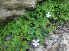 Petrocoptis pyrenaica