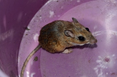 Gerbilliscus leucogaster