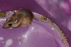 Gerbilliscus leucogaster