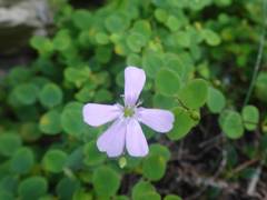 Petrocoptis pyrenaica