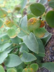 Petrocoptis pyrenaica