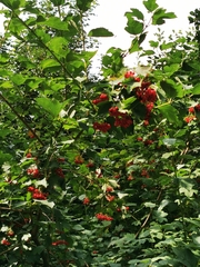 Viburnum opulus