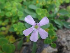 Petrocoptis pyrenaica