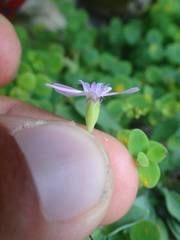 Petrocoptis pyrenaica