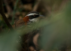 Pomatorhinus musicus
