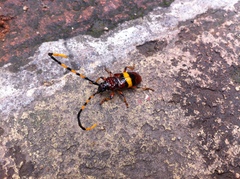 Trachyderes elegans