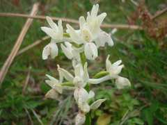 Orchis provincialis