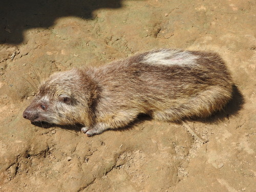 Western Tree Hyrax
