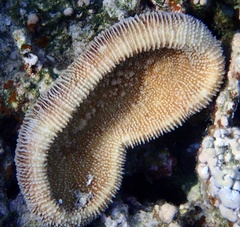 Ctenactis