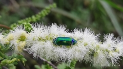 Acmaeodera aurifera