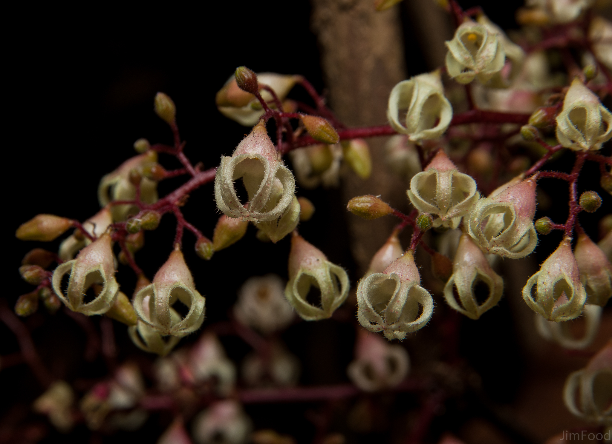 Sterculia