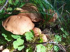 Suillus punctipes