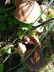 Suillus punctipes