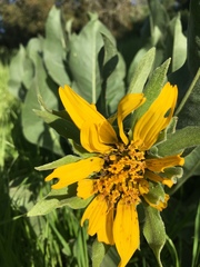 Wyethia helenioides