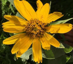 Wyethia helenioides