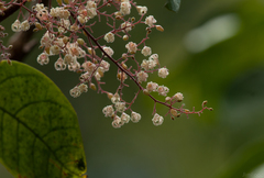 Sterculia monosperma