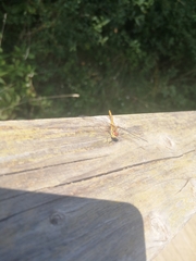 Sympetrum sanguineum