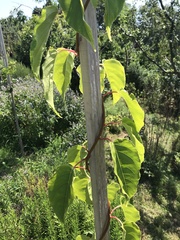Actinidia arguta