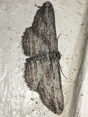 Iridopsis obliquaria