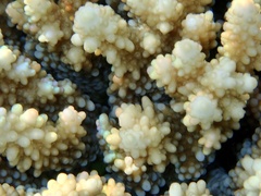 Acropora hemprichii